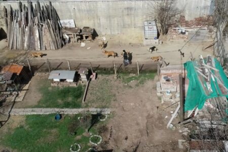 Kinder in Ankara gehen mit Angst vor streunenden Hunden zur Schule