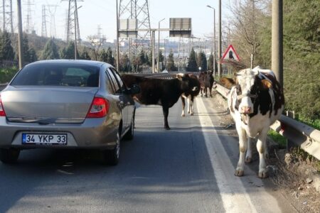 Rinder auf der Straße in Kocaeli blockierten den Verkehr
