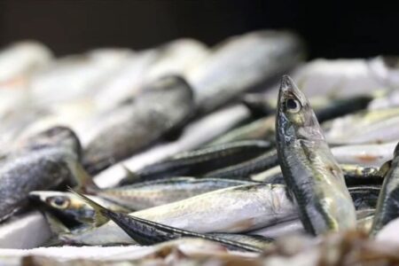 Die Jagdzeit in der Fischerei ist beendet: Das Verbot hat begonnen
