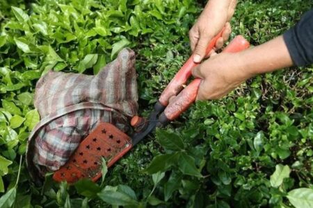 Die türkischen Teeexporte überstiegen im ersten Quartal 8 Millionen Dollar