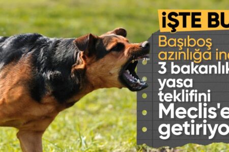 Statement von Yılmaz Tunç zu streunenden Hunden: Die Sicherheit unserer Leute ist unsere oberste Pflicht