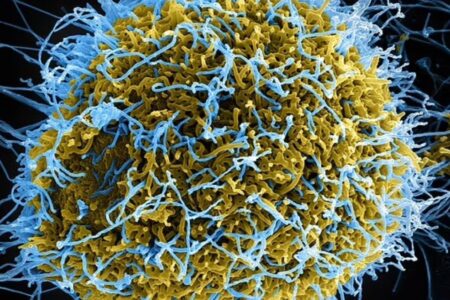 Chinesische Wissenschaftler stellten ein mutiertes Ebola-Virus mit schweren Symptomen her