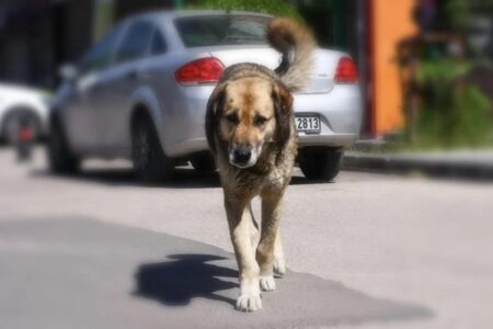 Das Gouverneursamt von Kocaeli schickte einen Brief an die Kommunen wegen streunender Tiere
