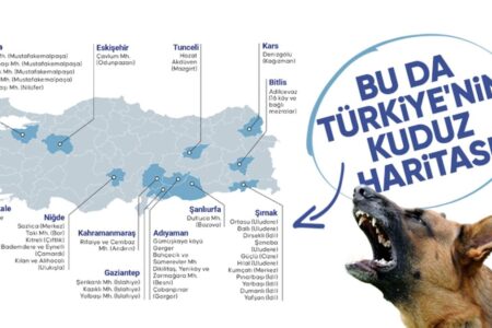 Die 5-Jahres-Tollwutfälle und Quarantänen in der Türkei