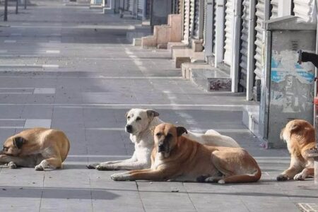 Die Streunerhundeverordnung steht vor der Tür: Wer nicht innerhalb von 30 Tagen im Tierheim adoptiert wird, wird eingeschläfert