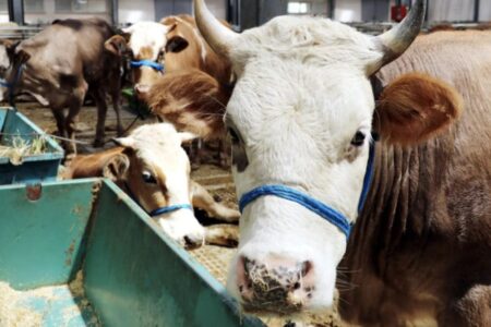 Eid rückt näher: Bei der Versorgung mit Opfertieren sind keine Probleme zu erwarten