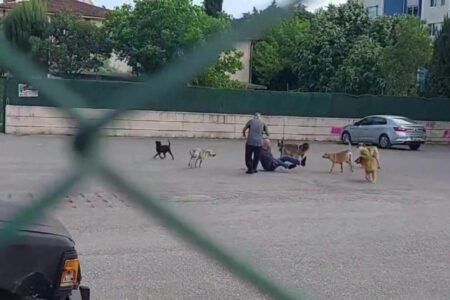 Er wurde mitten auf der Straße in Kocaeli von zehn Hunden angegriffen