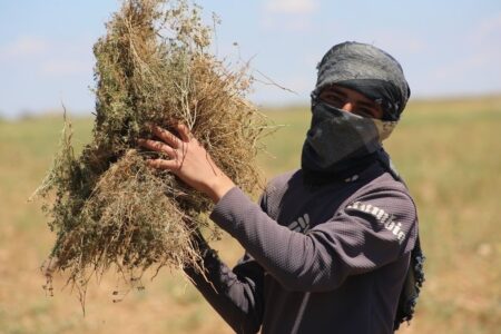 Erntezeit in der Operation Peace Spring-Region: Die Erträge machten die Bauern glücklich