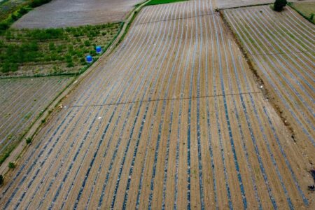 Geografisch markierte Wassermelonensämlinge landen in Bilecik auf dem Boden