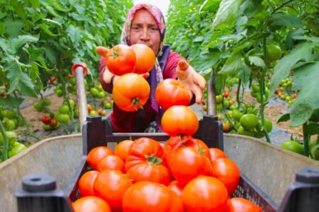In Amasya hat die Tomatenernte begonnen: Es werden 100.000 Tonnen Ertrag erwartet