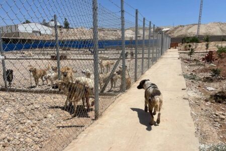 Iraks erstes und einziges Tierheim wurde in Kirkuk zu einem Tierheim