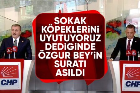 Statement von Mustafa Destici über streunende Hunde: Wir schläfern die Aggressiven ein