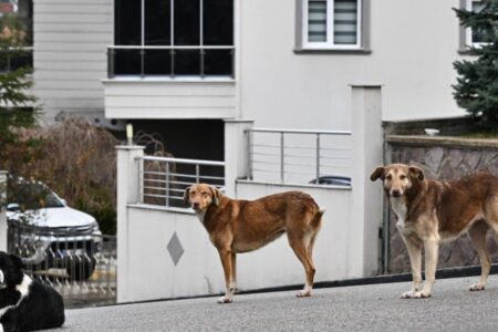 Streunende Hunde werden in Kütahya gesammelt