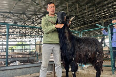 3-Meter-Ziege erregte in Eskişehir Aufmerksamkeit