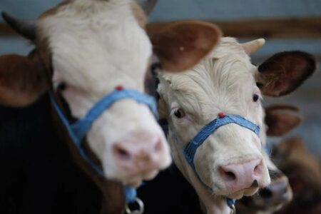 3 Millionen 200.000 Tiere werden während des Eid al-Adha geopfert