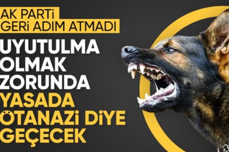 Abdullah Güler zur Regulierung streunender Straßenhunde: Es muss eine Betäubung geben