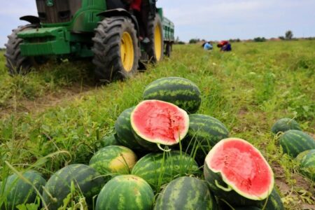 Da das Wetter in Adana wärmer wird, sind die Preise für Wassermelonen günstiger geworden: Sie werden für 7 Lira verkauft.