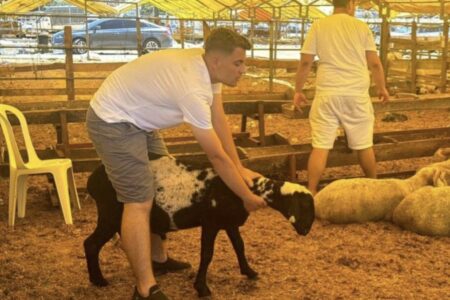 Der Ansturm auf den Kauf von Opfertieren hielt auch am 3. Tag des Eid in Istanbul an