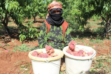 In Hatay geerntete flache Pfirsiche werden auf dem Feld für 8 TL verkauft.