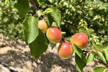 Starke Ernte in Hatay: Aprikosen vom Feld finden Abnehmer zwischen 25 TL und 30 TL