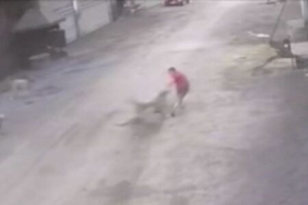 Streunende Hunde haben in Adana einen 14-jährigen Jungen angegriffen: Diese Momente wurden so aufgezeichnet