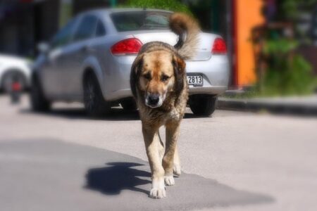 WER: 99 Prozent der Tollwutfälle werden durch streunende Hunde verursacht