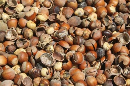Brauner Stinktier-Albtraum in Ordu: Haselnussproduzenten sind hilflos