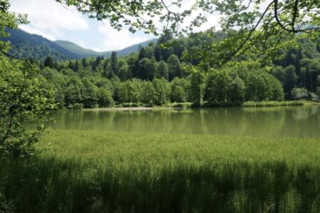 Der Waldbestand nahm etwa um das Siebenfache der verbrannten Fläche zu