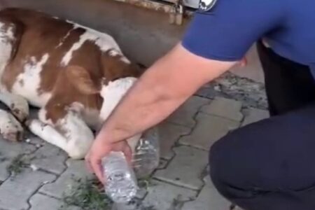 Die Polizei half dem Kalb, das müde und erschöpft in Erzurum aufgefunden wurde