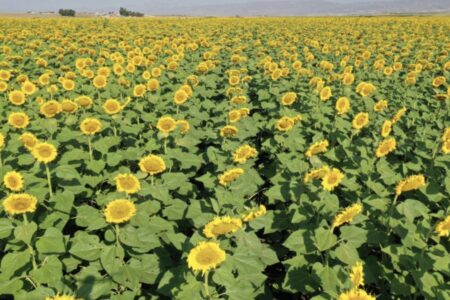 KARADENİZBİRLİK gab den Vorkaufspreis für Sonnenblumen bekannt