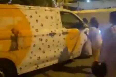 Sie bedrohten Gruppen, die in Istanbul streunende Hunde einsammelten