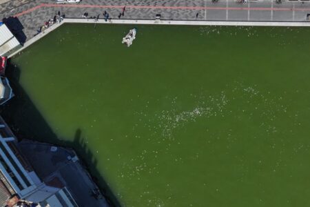 Fischsterben in der Bucht von Izmir: 10 Jahre lang wurde schmutziges Wasser ins Meer eingeleitet