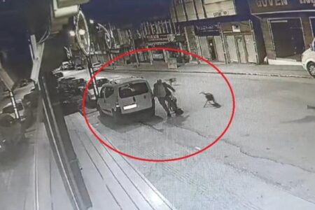 Streunende Hunde griffen einen vorbeikommenden Mann in Ordu an