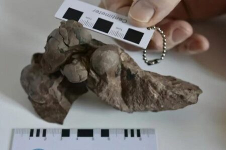 80 Millionen Jahre alte Dinosauriereier entdeckt
