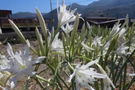 Die Strafe für das Pflücken dieser Pflanze beträgt 387.000 TL