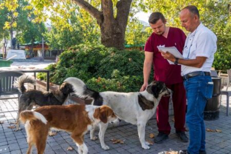 In Izmir begann die Zählung streunender Hunde