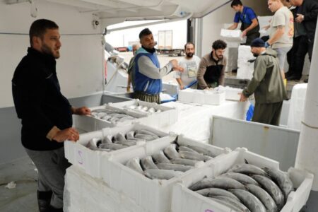 Reichlich vorhandener und großer Bonito macht den Fischern in Samsun Freude