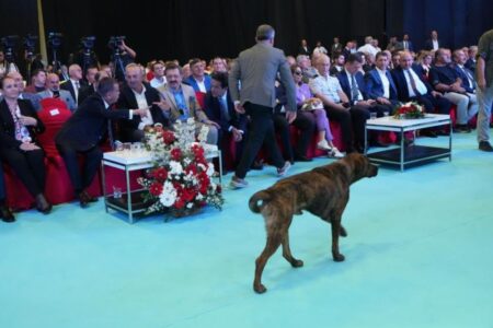 Streunender Hund ist auf die Messe in Antalya gelaufen