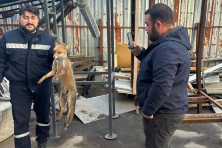 Der in Zonguldak von Hunden angegriffene Fuchs suchte in der Fabrik Zuflucht