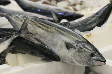 Palamut machte die Fischer von Kastamonulu glücklich