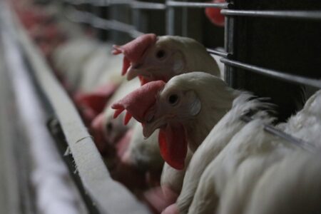 Stellungnahme des Landwirtschaftsministeriums zur Vogelgrippe: Alle Vorsichtsmaßnahmen wurden getroffen